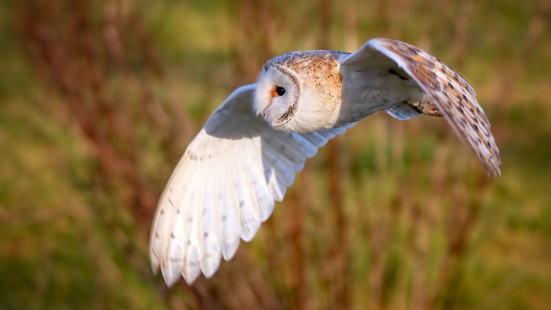 德甲球队通过数据建模优化球员冲刺频次分配的研究，德甲冲刺速度最快球员